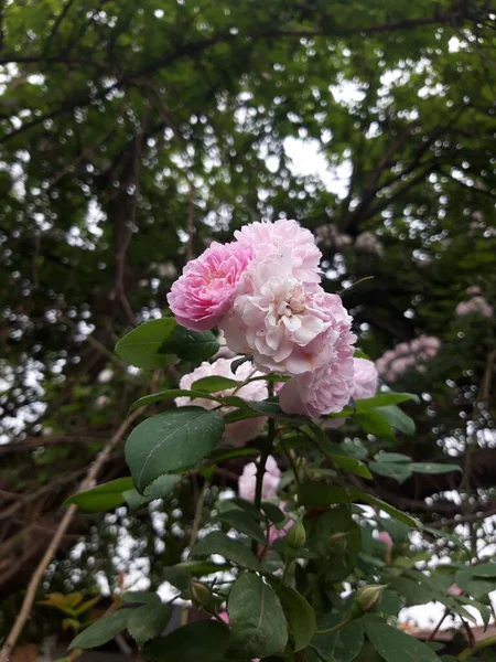 정원에 아름다운 향기를 풍기는 분홍빛 장미가 — 스톡 사진