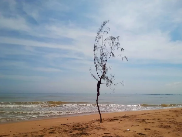 在沙滩上一棵没有叶子的树的美丽景色 背景是海浪 — 图库照片