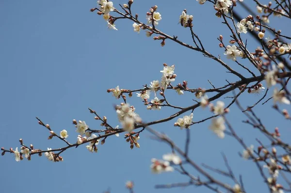 Ein Selektiver Fokus Von Kirschblüten Die Auf Einem Baum Vor — Stockfoto