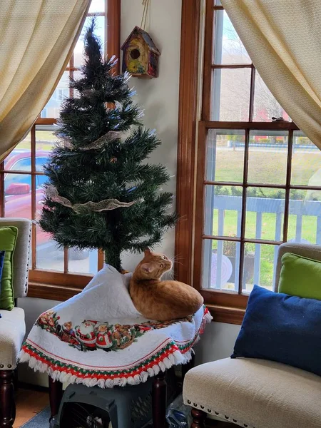 Tiro Vertical Gato Tabby Perto Árvore Natal — Fotografia de Stock