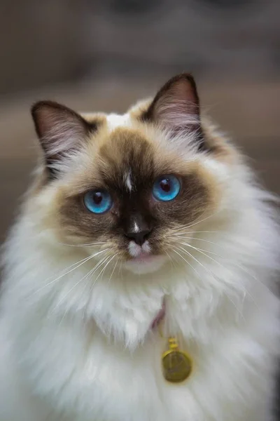 一只蓝眼睛喜马拉雅山猫的选择性焦点 — 图库照片