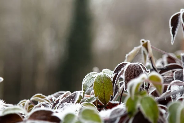 Detailní Záběr Zelených Listů Pokrytých Mrazem Sněžného Dne — Stock fotografie