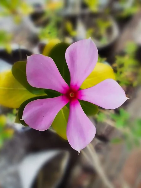 Vertikal Närbild Skott Blommande Ljus Rosa Blinkande Blomma — Stockfoto