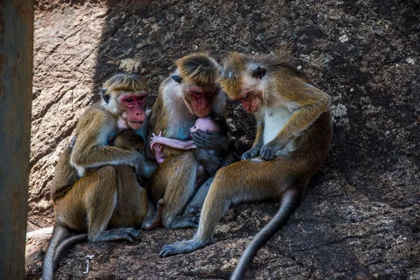 스리랑카의 원숭이 — 스톡 사진