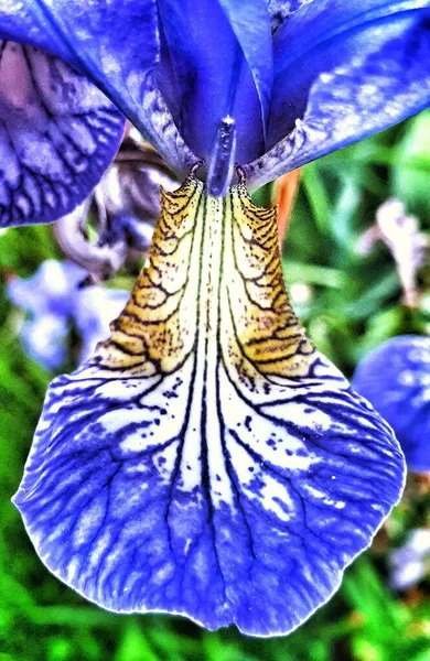 Closeup Siberian Iris Green Field — Stock Photo, Image