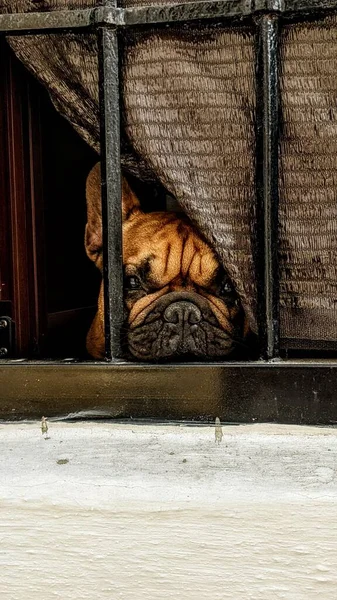 Sad French Bulldog Peeking Barred Window Curtain — Stock Photo, Image
