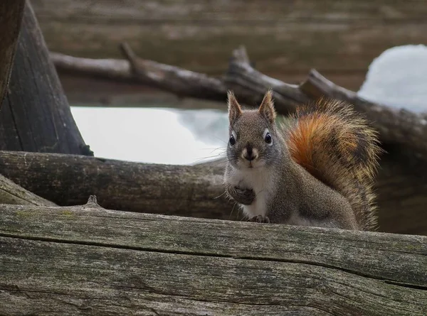 Eine Nahaufnahme Eines Niedlichen Eichhörnchens Auf Dem Holz Das Eine — Stockfoto