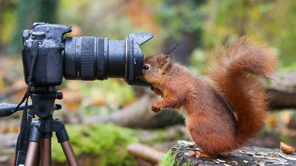 Stock image An adorable red squirrel, Sciurus vulgaris standing by a camera and looking into its lens in a forest