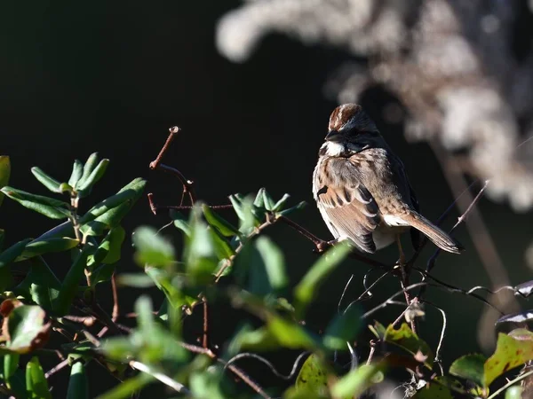 Pájaro Gorrión Pantano Posado Una Ramita Con Hojas Verdes Parque —  Fotos de Stock