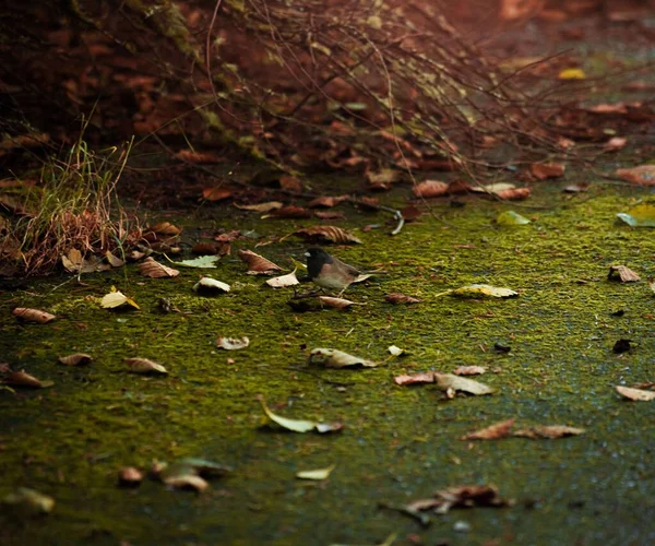 Крупный План Маленькой Птички Осенью — стоковое фото