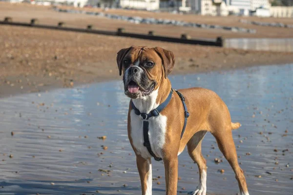 Gün Boyunca Kumsalda Güzel Bir Kahverengi Boksör Köpeği Resmi — Stok fotoğraf