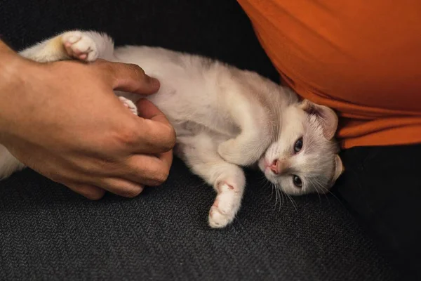 ソファの上に寝そべってる可愛い白い猫と遊んでる男の手 — ストック写真