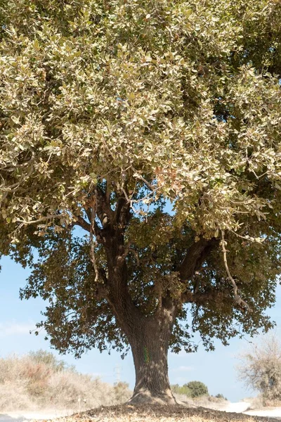 Eine Vertikale Aufnahme Eines Pistacia Baumes Und Seines Schattens Auf — Stockfoto