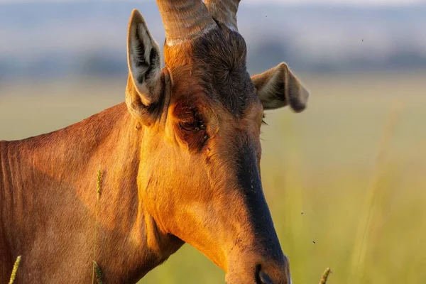 아프리카 지대에서 나지막 야생붉은 하테비스트의 — 스톡 사진