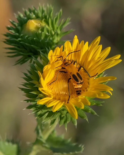 Güneşli Bir Günde Grindelia Integrifolia Çiçeğinin Üzerindeki Sarı Altın Sarısı — Stok fotoğraf