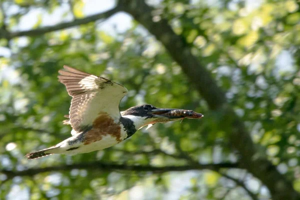 Kingfisher Alcedine Capturado Volando Con Pez Boca Contra Fondo Borroso —  Fotos de Stock