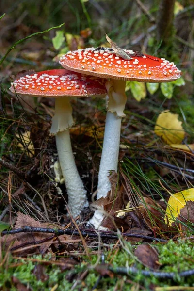 Eine Vertikale Nahaufnahme Von Zwei Fliegenpilzen Pilze Gefangen Einem Wald — Stockfoto
