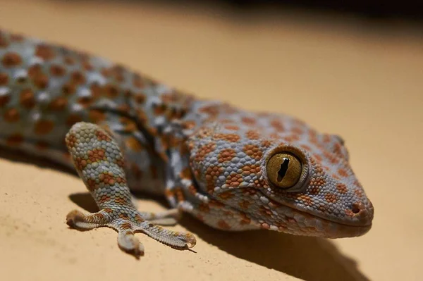 Primer Plano Tokay Gecko Arrastrándose Por Suelo — Foto de Stock