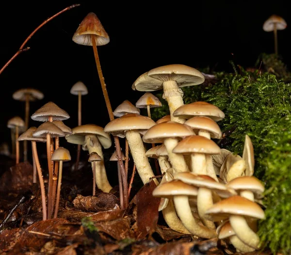 Ένας Θάμνος Του Μύκητα Ένα Φθινόπωρο Δάσος Μετά Βροχή — Φωτογραφία Αρχείου