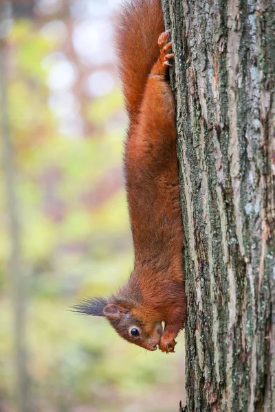 毛むくじゃらの赤いリスの垂直閉鎖 森の中の木を登る科学的なハゲワシのげっ歯類 — ストック写真