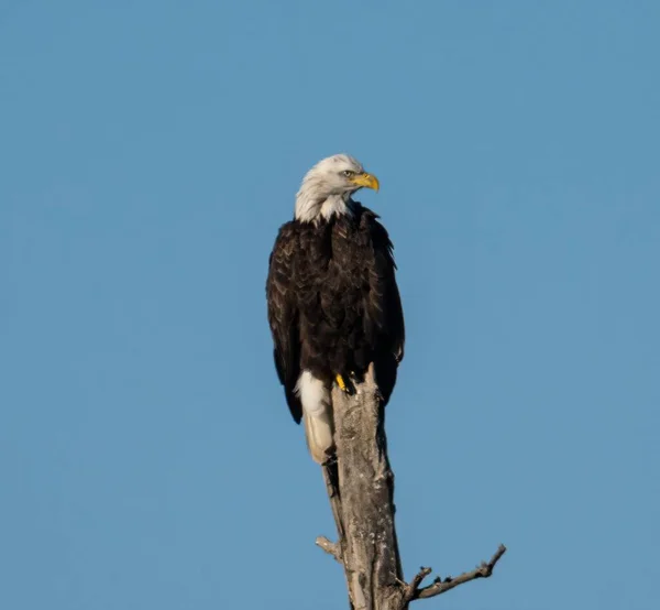 一幅美丽的秃鹰在清澈的天空下 坐在木头上的景象 — 图库照片