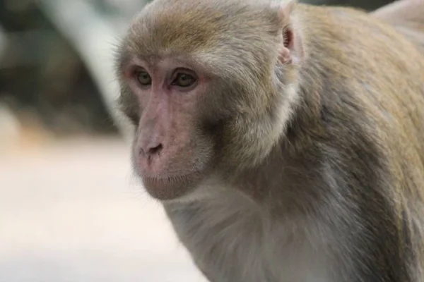 Gros Plan Tête Macaque Sur Fond Flou — Photo