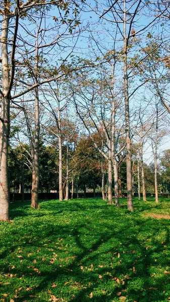 Een Verticaal Shot Van Hoge Bomen Een Groen Park Koel — Stockfoto