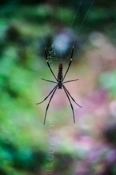 Vertikální Záběr Nephila Pilipes Pavouka Jeho Pavučině Rozmazaném Pozadí — Stock fotografie