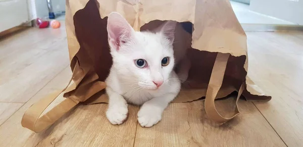 Dziwnooki Biały Khao Manee Kotek Kot Heterochromatyczny — Zdjęcie stockowe