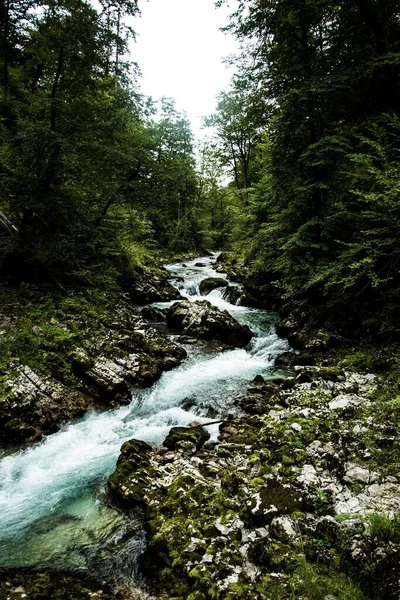 Ένα Κάθετο Πλάνο Ενός Ποταμού Που Ρέει Ένα Δάσος Στο — Φωτογραφία Αρχείου