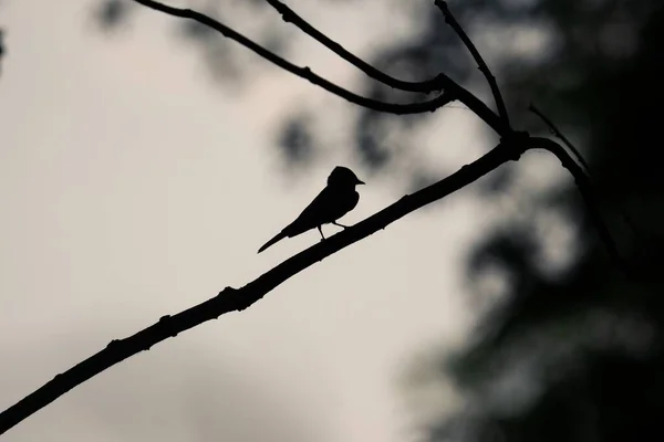 Die Silhouette Eines Vogels Auf Einem Ast — Stockfoto