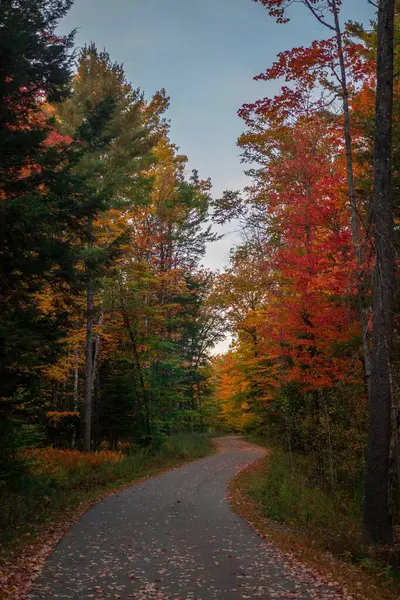 秋天穿过森林的一条路的垂直截图 — 图库照片