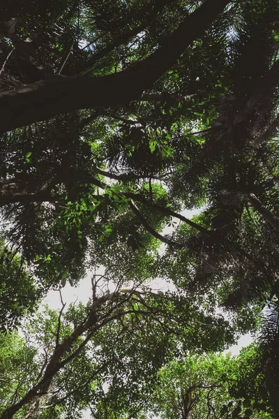 Прекрасный Вид Свежие Зеленые Листья Ветвях Леса Время Восхода Солнца — стоковое фото