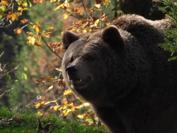 Egy Grizzly Medve Közelsége Nyitott Szájjal Parkban — Stock Fotó