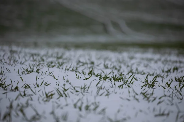 Detailní Záběr Malé Trávy Rostoucí Pod Sněhem Poli Rozmazaném Pozadí — Stock fotografie