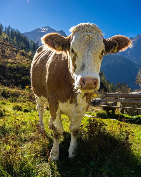 Tiro Vertical Uma Vaca Adorável Alpen Olhando Para Câmera Fazenda — Fotografia de Stock