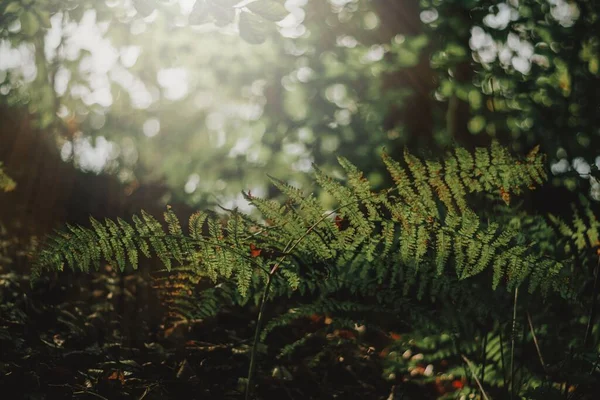 Közelkép Gyönyörű Zöld Növényekről Egy Sűrű Erdőben Ősszel — Stock Fotó