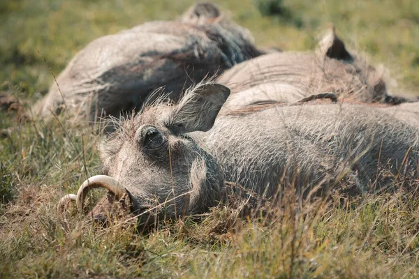 Eine Großaufnahme Von Warzigen Schweinen Die Gras Schlafen — Stockfoto