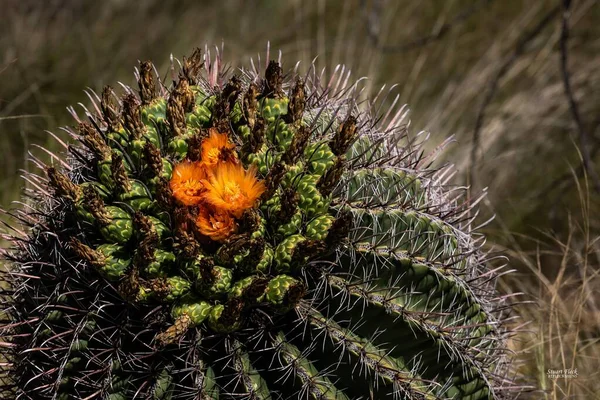 A closeup shot of a barrel cactus with orange blooming flowers