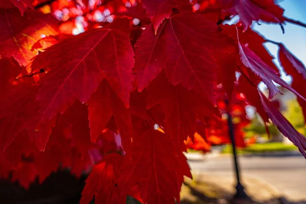 Zbliżenie Ujęcie Czerwonych Listowia Drzewie Autumn — Zdjęcie stockowe
