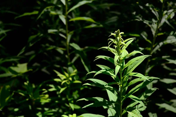 Eine Nahaufnahme Von Kanadischen Goldrutenpflanzen Ohne Blüten Aufgenommen Einem Sonnigen — Stockfoto