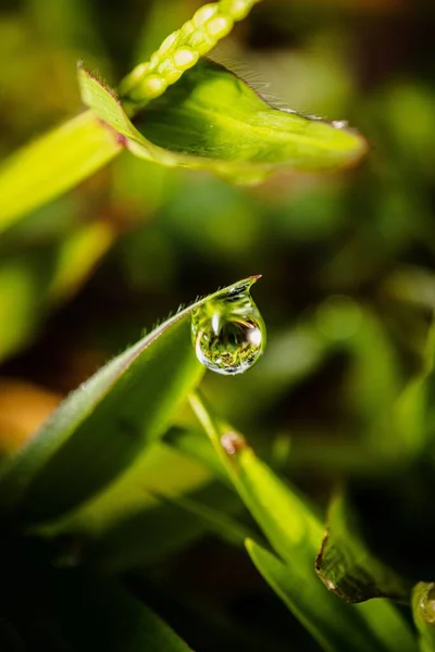 Vertikal Närbild Bild Dagg Hängande Från Gräs — Stockfoto