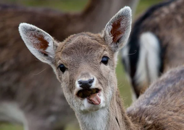 Cute Portrait Head Roe Deer Garden — Stock Photo, Image