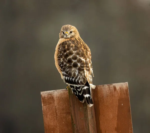红尾鹰的浅焦点栖息在木制栅栏上 — 图库照片