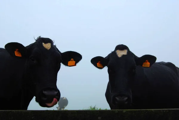 Een Closeup Van Twee Schattige Zwarte Stieren Een Boerderij Kijkend — Stockfoto