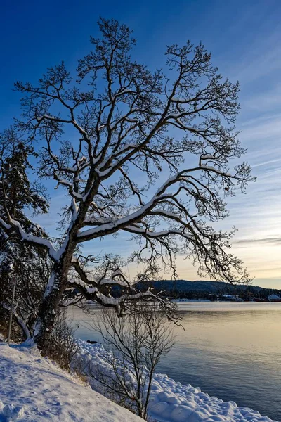 Ein Schöner Blick Auf Die Schneebedeckte Garry Eiche Patricia Bay — Stockfoto