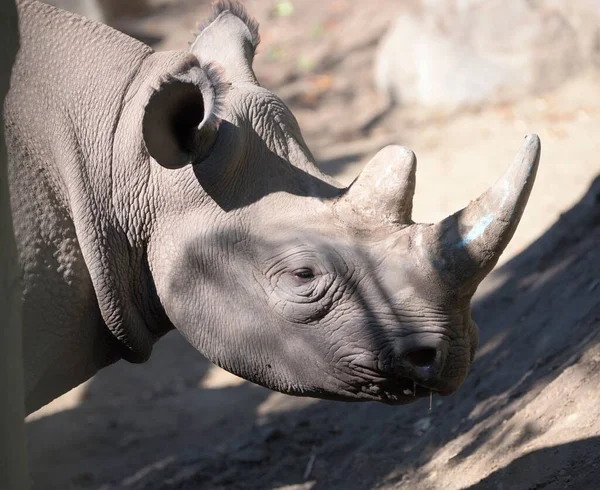 Крупним Планом Носороги Зоопарку Сонячний День — стокове фото