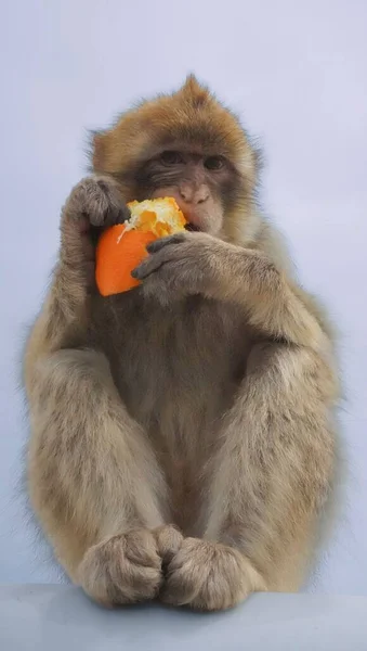 Roztomilé Barbarské Macaque Posezení Jíst Pomeranč — Stock fotografie