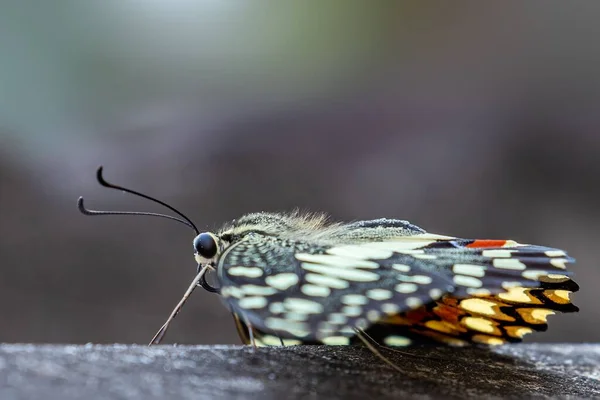 Ένα Κοντινό Πλάνο Ενός Lime Butterfly Papilio Demoleus Από Πίσω — Φωτογραφία Αρχείου