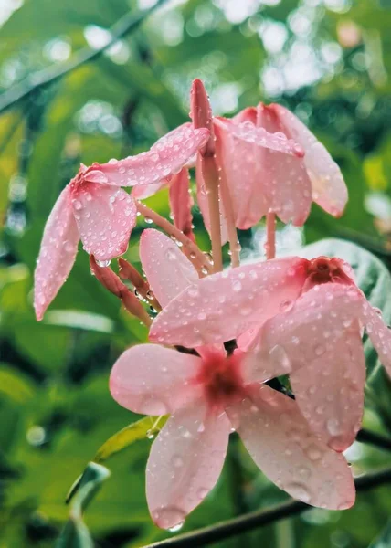 Selektywne Skupienie Różowych Tropikalnych Kwiatów Deszczu — Zdjęcie stockowe